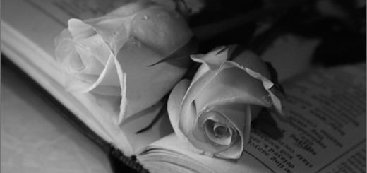две розы на страницах книги