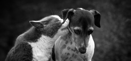 дружба кота и собаки