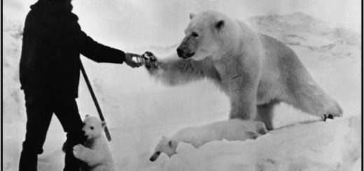 медведь и человек, взаимопомощь, белый медведь, черно-белое фото