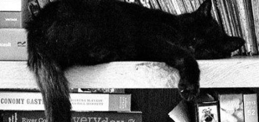 кот и книги, кот на полке книг, черно-белое фото