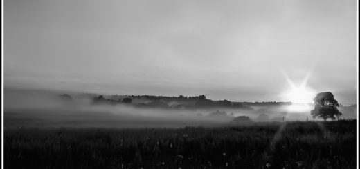 солнечное утро, заря, восход, природа, черно-белое фото