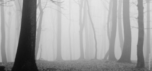 Лес в тумане, осенний лес