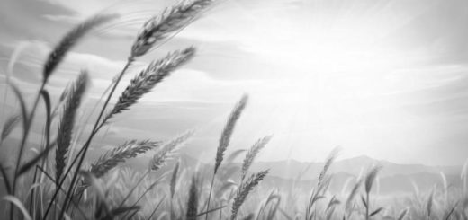 колосья, поле на восходе