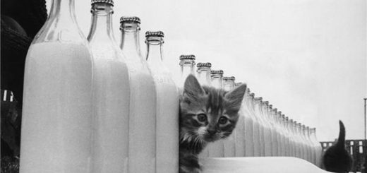 котенок, молоко