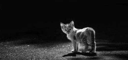бездомный котенок