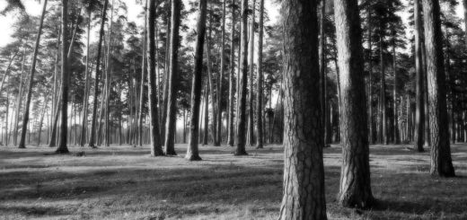 русский лес, природа, деревья