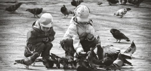 дети кормят птиц, доброта