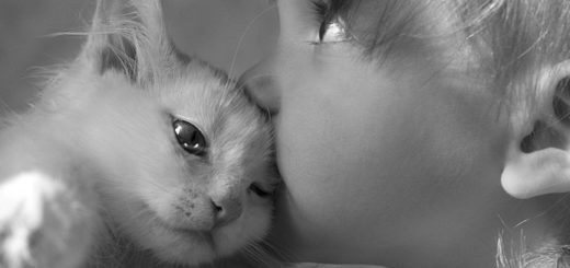 любовь к животным, ребенок и котенок