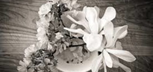 вишня в цвету, вишневое дерево