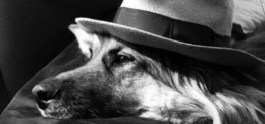 пес, собака, иллюстрация к рассказу Каштанка