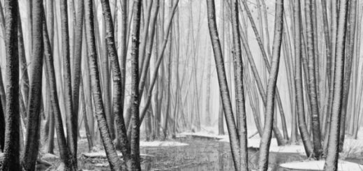 природа, деревья, болото