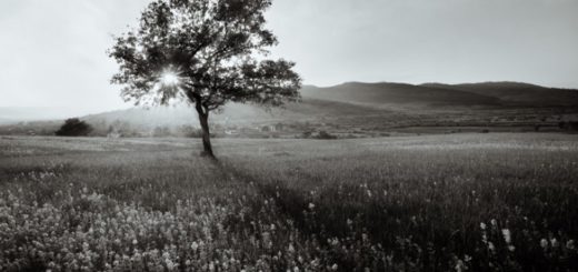 дерево, Кавказ, природа, горы