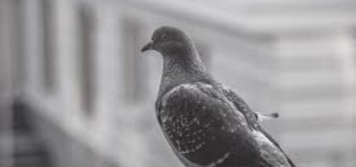 голубь, птица на подоконнике