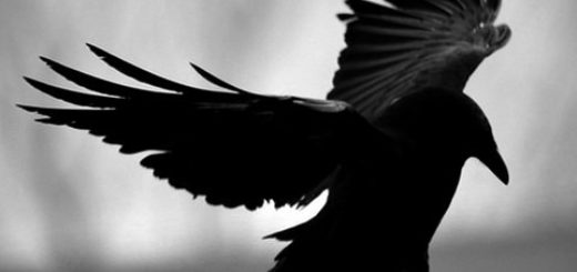 ворон в полете